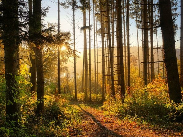 🌳 Les planètes semblent actuellement alignées pour ce fonds SFDR 9... Touchons du bois !